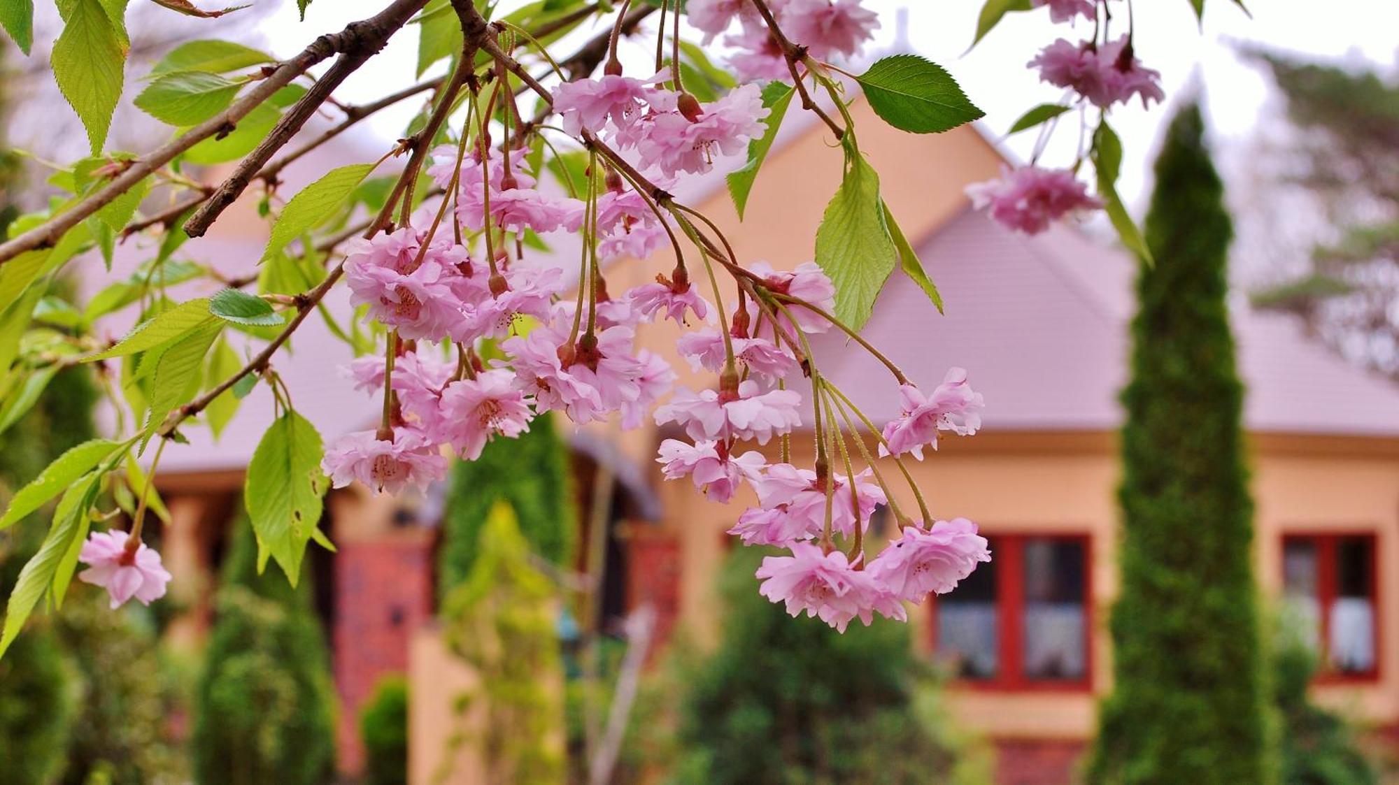 Aromatic Garden Villa La Poltrona Насу Экстерьер фото