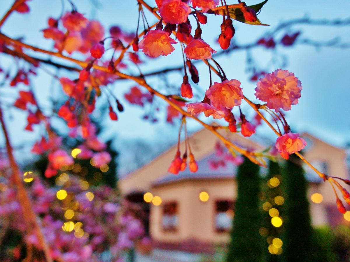 Aromatic Garden Villa La Poltrona Насу Экстерьер фото