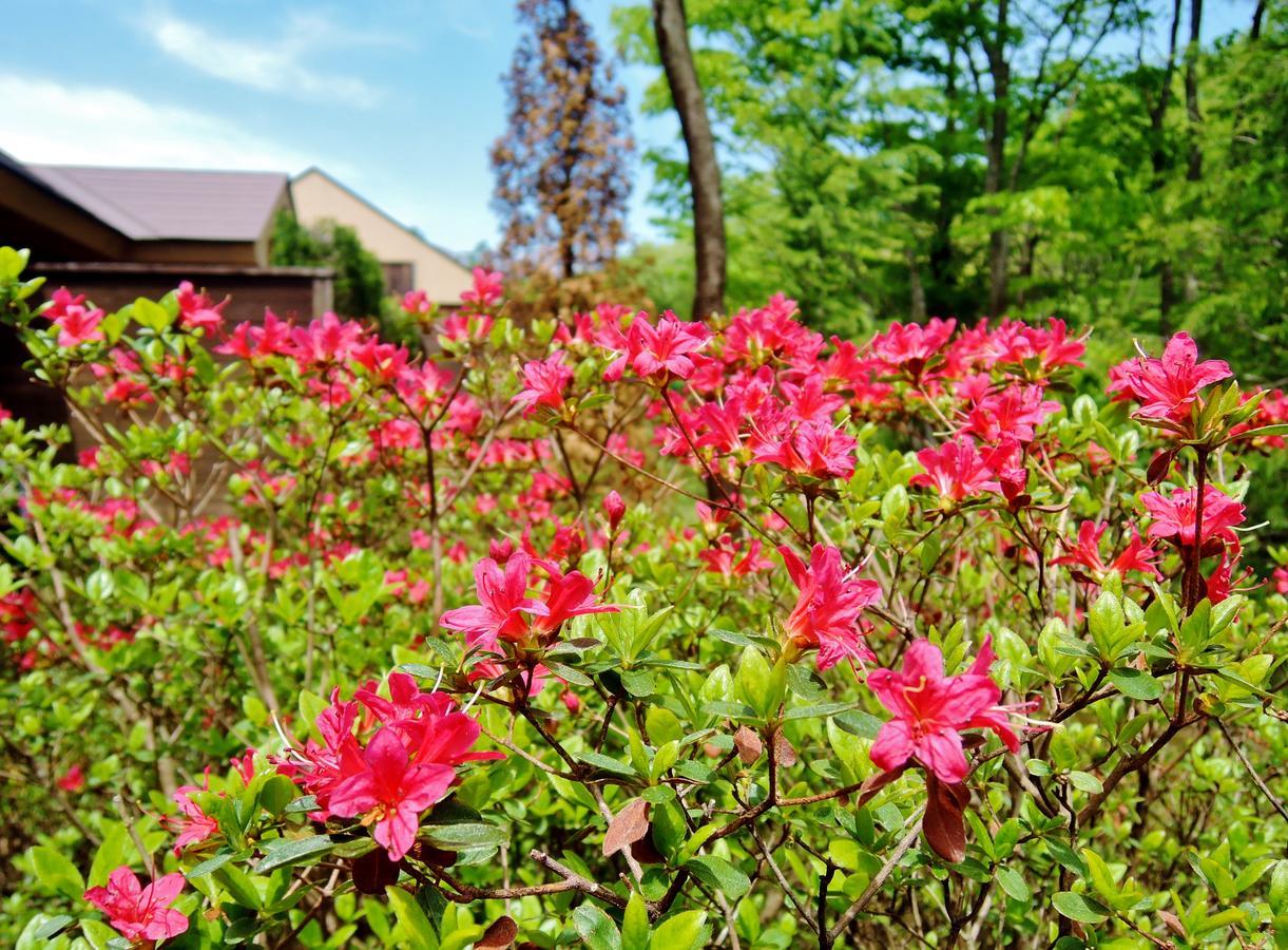 Aromatic Garden Villa La Poltrona Насу Экстерьер фото